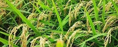 ✨福井の自然の恵みサークル✨の活動紹介