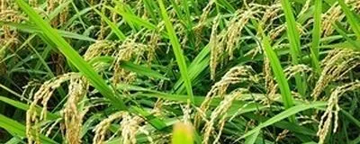 ✨福井の自然の恵みサークル✨の活動紹介