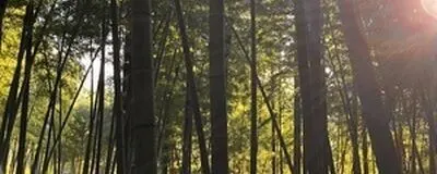 ボランティアサークル　望縁響〜ひとひびき〜の活動紹介