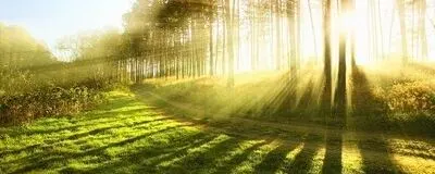 Forestの活動紹介