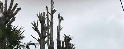 樹木　植物仲間の活動紹介