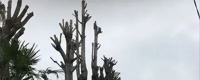 樹木　植物仲間の活動紹介