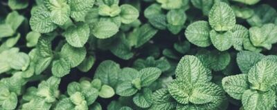 就活支援サークルMINTの活動紹介
