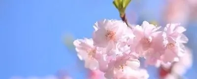 🌸ブロッサム🌸の活動紹介
