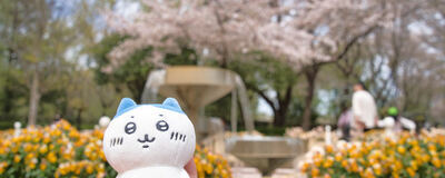 のんびりカメラサークル（のんカメ）の活動紹介