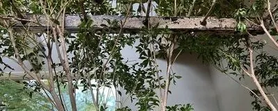 おしゃべりカフェ☕️の活動紹介
