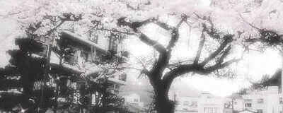 夜桜の夢GIeezy：jp5560の活動紹介