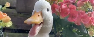 和光市グミの活動紹介