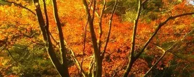 Backpackers Group🌿の活動紹介