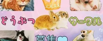 もふとも🐶の活動紹介
