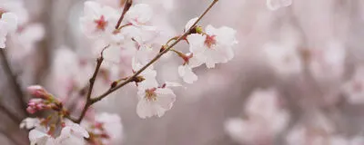 週末大人のカメラ散歩　Kashaの活動紹介