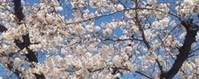 バドミントンやろうよ！の活動紹介