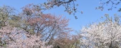 キャンプのサークルの活動紹介