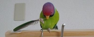 動物好き人間好きと集まる足愉快の活動紹介