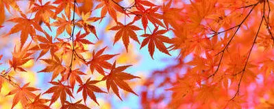 ぷちたび for 既婚者の活動紹介
