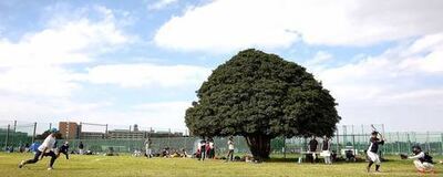 多摩小ボーイズ（ソフトボール）の活動紹介