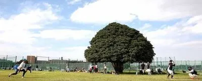 多摩小ボーイズ（ソフトボール）の活動紹介