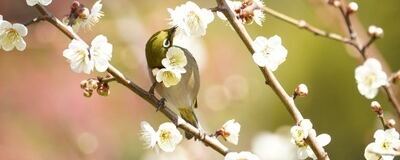 野鳥観察クラブの活動紹介