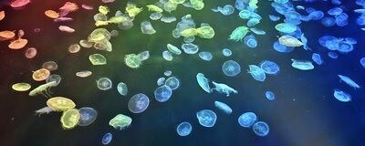 ファーストの活動紹介