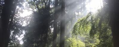 Wood Fieldの活動紹介